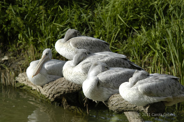 Bild des Tages vom 26.01.2026