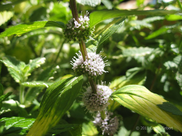 Bild des Tages vom 18.12.2025 Bild des Tages vom 18.12.2025