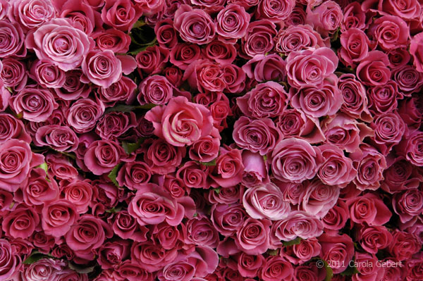 Bild des Tages vom 26.03.2026 Bild des Tages vom 26.03.2026